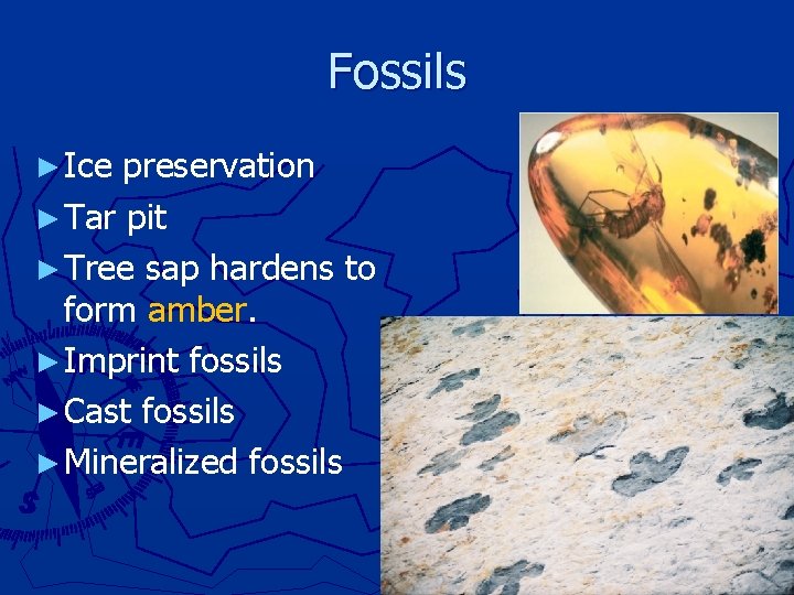 Fossils ► Ice preservation ► Tar pit ► Tree sap hardens to form amber.