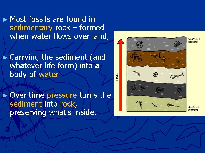 ► Most fossils are found in sedimentary rock – formed when water flows over