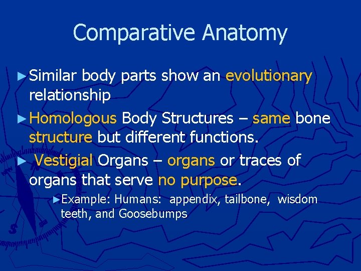 Comparative Anatomy ► Similar body parts show an evolutionary relationship ► Homologous Body Structures