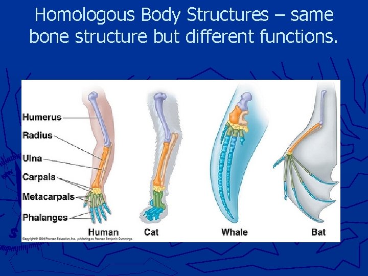 Homologous Body Structures – same bone structure but different functions. 