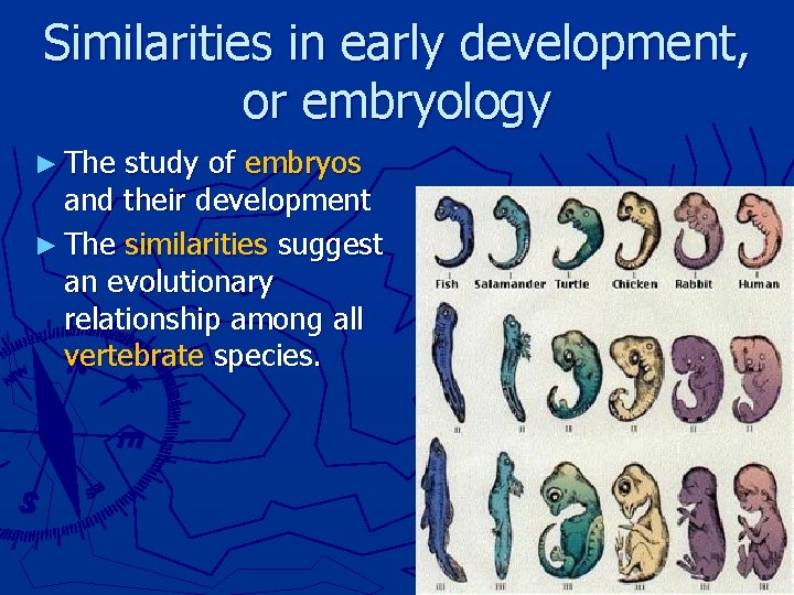 Similarities in early development, or embryology ► The study of embryos and their development