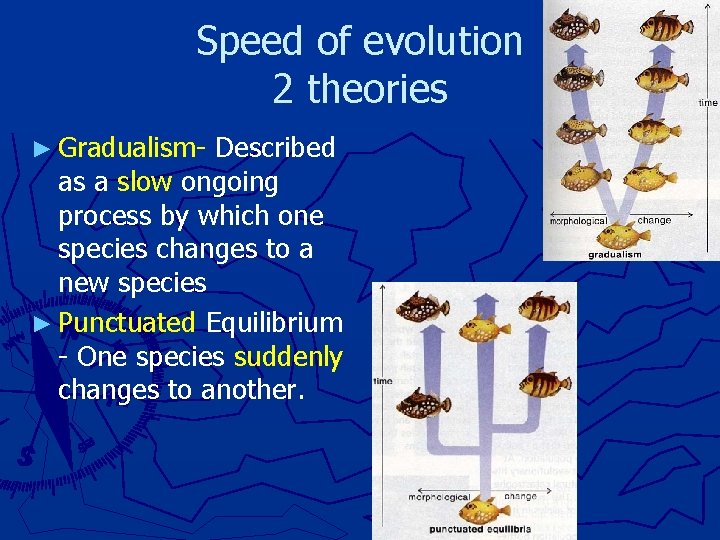 Speed of evolution 2 theories ► Gradualism- Described as a slow ongoing process by