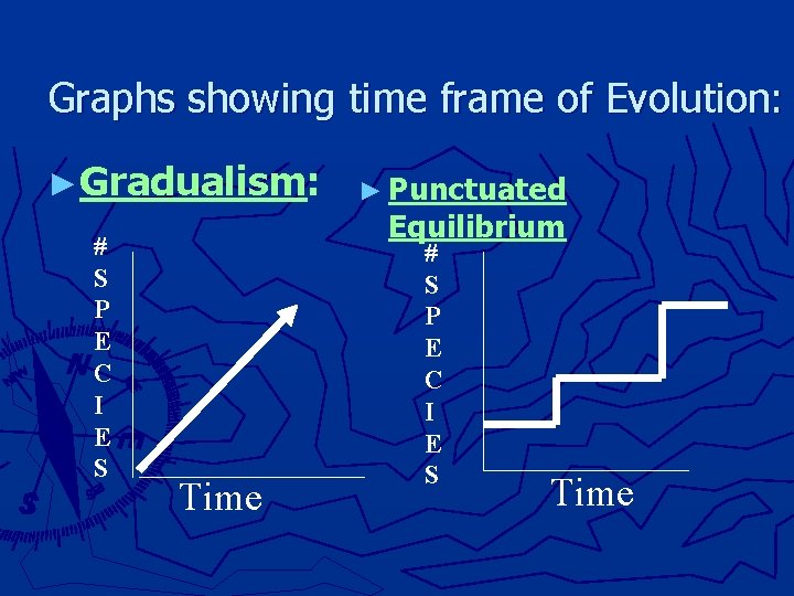 Graphs showing time frame of Evolution: ►Gradualism: # S P E C I E