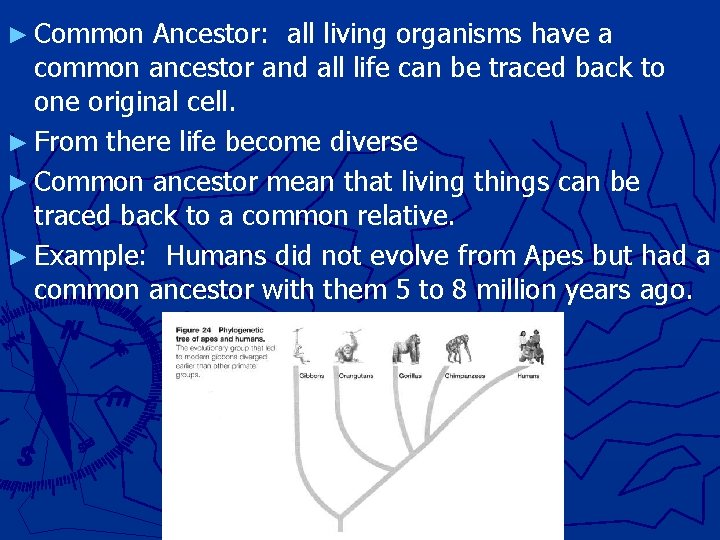 ► Common Ancestor: all living organisms have a common ancestor and all life can