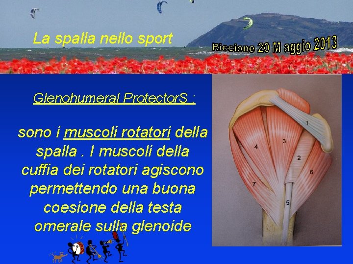 La spalla nello sport Glenohumeral Protector. S : sono i muscoli rotatori della spalla.