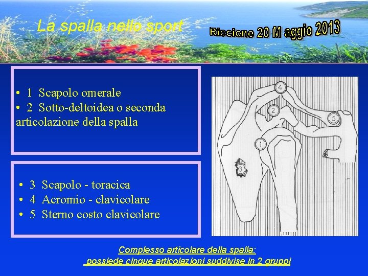 La spalla nello sport • 1 Scapolo omerale • 2 Sotto-deltoidea o seconda articolazione