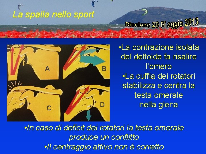 La spalla nello sport A B C D • La contrazione isolata deltoide fa