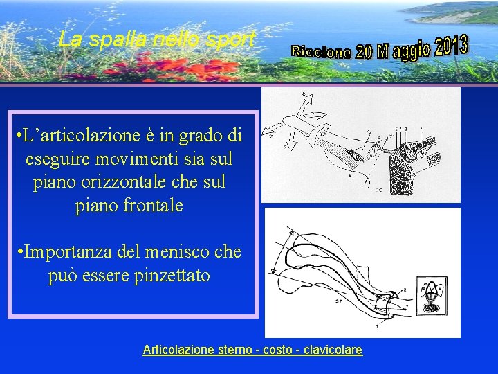 La spalla nello sport • L’articolazione è in grado di eseguire movimenti sia sul