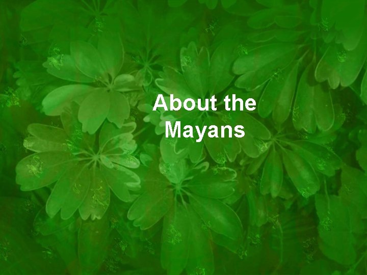 About the Mayans 