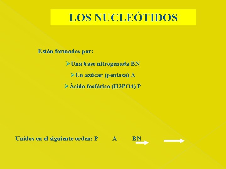 LOS NUCLEÓTIDOS Están formados por: ØUna base nitrogenada BN ØUn azúcar (pentosa) A ØÁcido