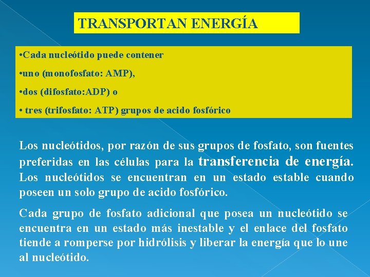 TRANSPORTAN ENERGÍA • Cada nucleótido puede contener • uno (monofosfato: AMP), • dos (difosfato: