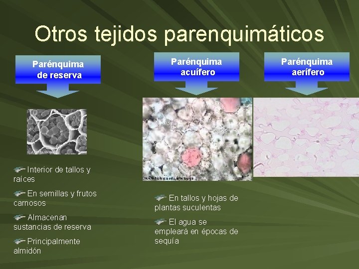 Otros tejidos parenquimáticos Parénquima de reserva Parénquima acuífero Interior de tallos y raíces En Otros tejidos parenquimáticos Parénquima de reserva Parénquima acuífero Interior de tallos y raíces En