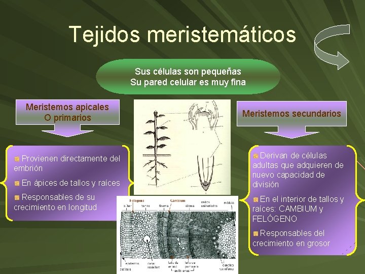 Tejidos meristemáticos Sus células son pequeñas Su pared celular es muy fina Meristemos apicales Tejidos meristemáticos Sus células son pequeñas Su pared celular es muy fina Meristemos apicales