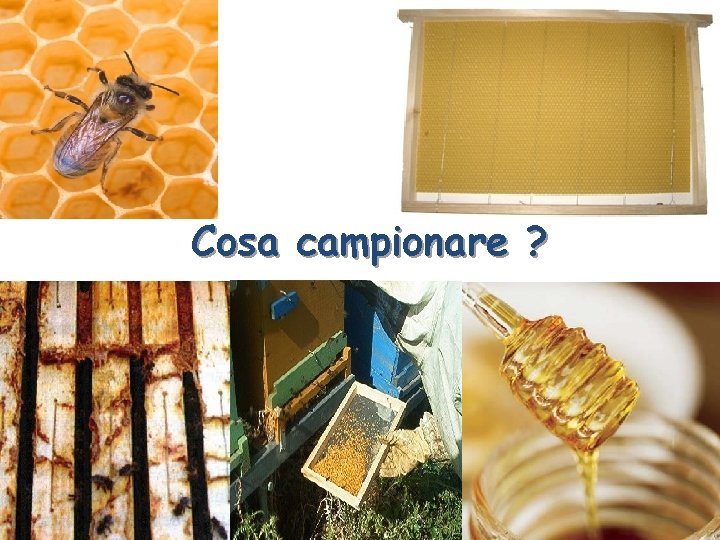 Cosa campionare ? 