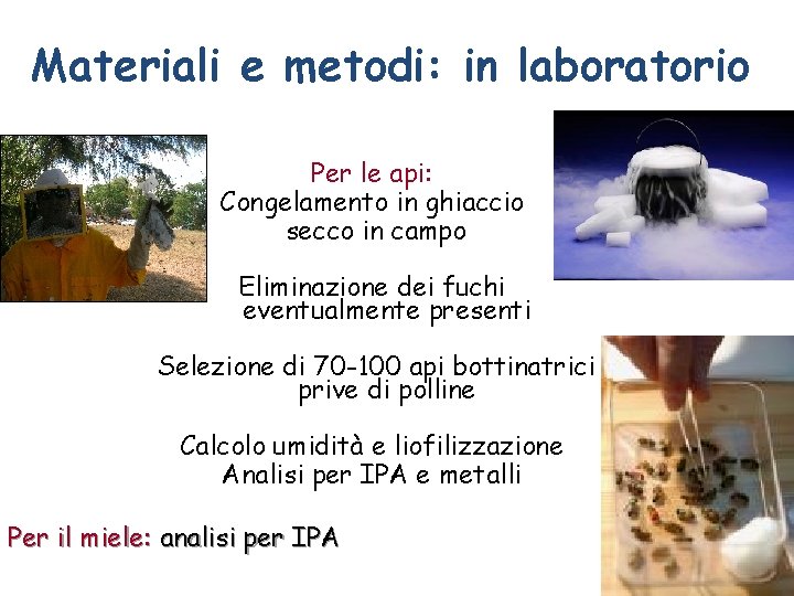 Materiali e metodi: in laboratorio Per le api: Congelamento in ghiaccio secco in campo