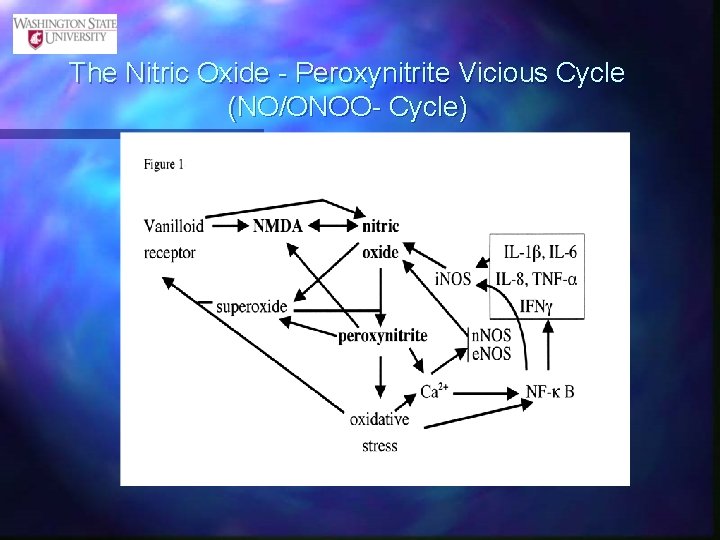 The Nitric Oxide - Peroxynitrite Vicious Cycle (NO/ONOO- Cycle) 