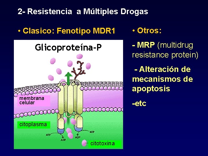2 - Resistencia a Múltiples Drogas • Clasico: Fenotipo MDR 1 Glicoproteína-P • Otros: