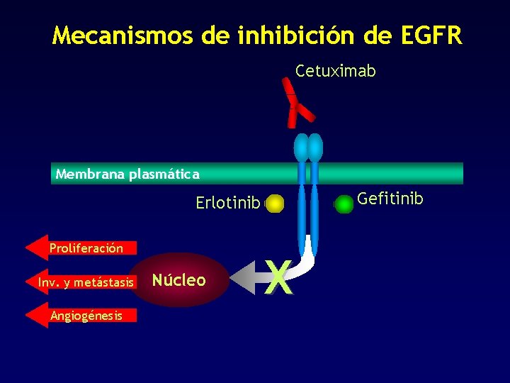 Mecanismos de inhibición de EGFR Cetuximab Membrana plasmática Gefitinib Erlotinib Proliferación Inv. y metástasis