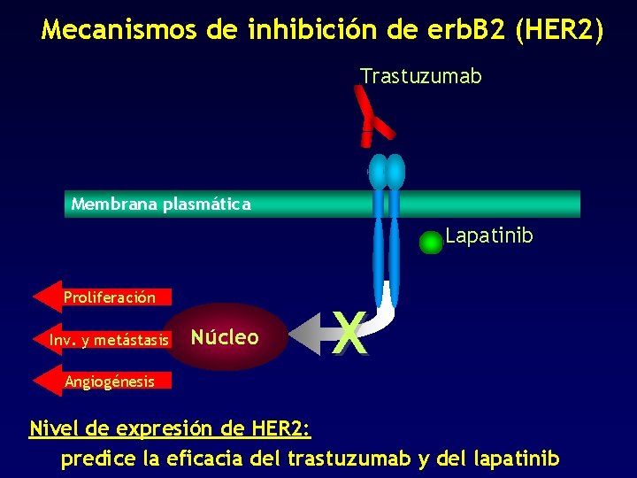 Mecanismos de inhibición de erb. B 2 (HER 2) Trastuzumab Membrana plasmática Lapatinib Proliferación