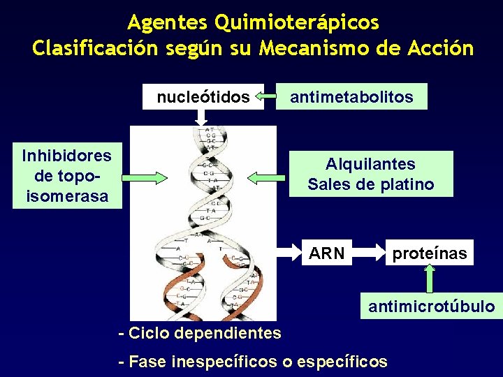Agentes Quimioterápicos Clasificación según su Mecanismo de Acción nucleótidos Inhibidores de topoisomerasa antimetabolitos Alquilantes
