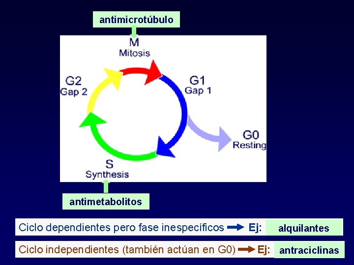 antimicrotúbulo antimetabolitos Ciclo dependientes pero fase inespecíficos Ej: alquilantes Ciclo independientes (también actúan en