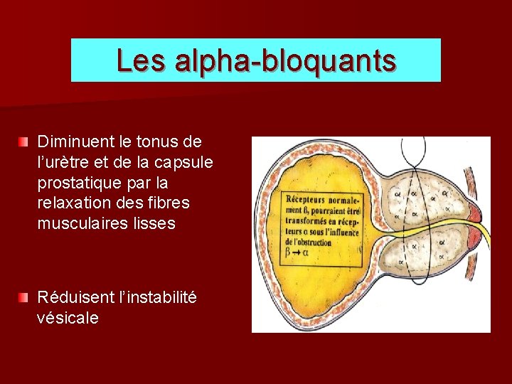 Les alpha-bloquants Diminuent le tonus de l’urètre et de la capsule prostatique par la