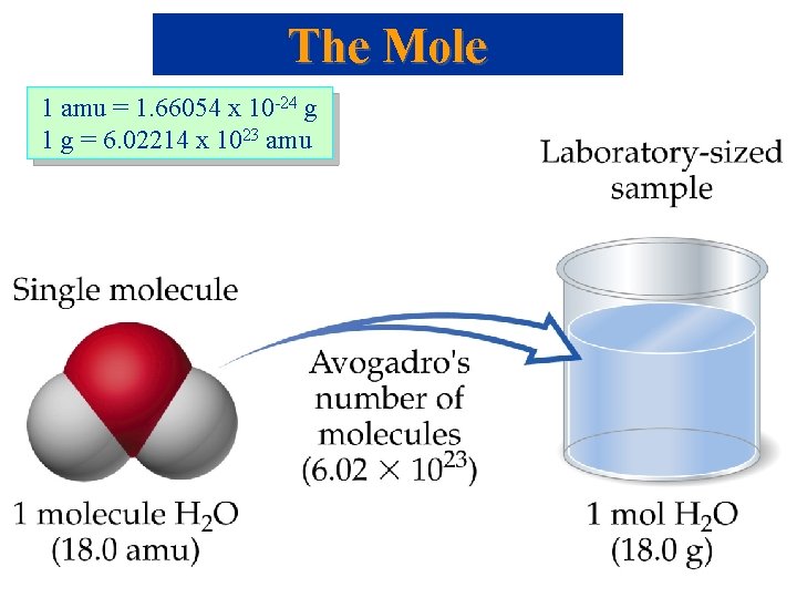 The Mole 1 amu = 1. 66054 x 10 -24 g 1 g =