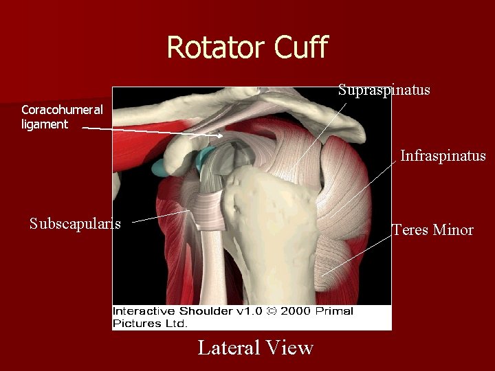 Rotator Cuff Supraspinatus Coracohumeral ligament Infraspinatus Subscapularis Teres Minor Lateral View 