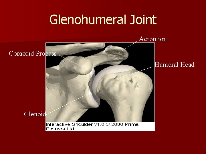 Glenohumeral Joint Acromion Coracoid Process Humeral Head Glenoid 