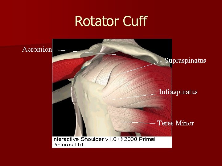 Rotator Cuff Acromion Supraspinatus Infraspinatus Teres Minor 