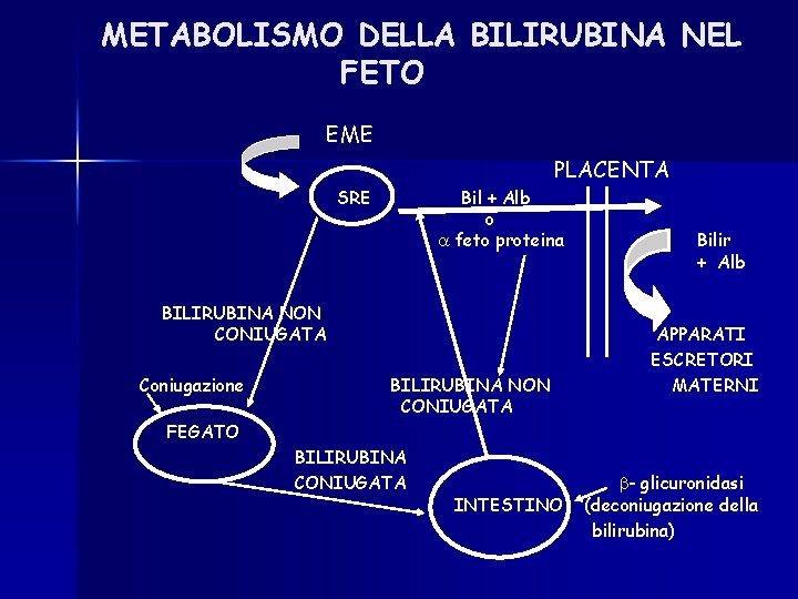 METABOLISMO DELLA BILIRUBINA NEL FETO EME PLACENTA SRE Bil + Alb o feto proteina METABOLISMO DELLA BILIRUBINA NEL FETO EME PLACENTA SRE Bil + Alb o feto proteina