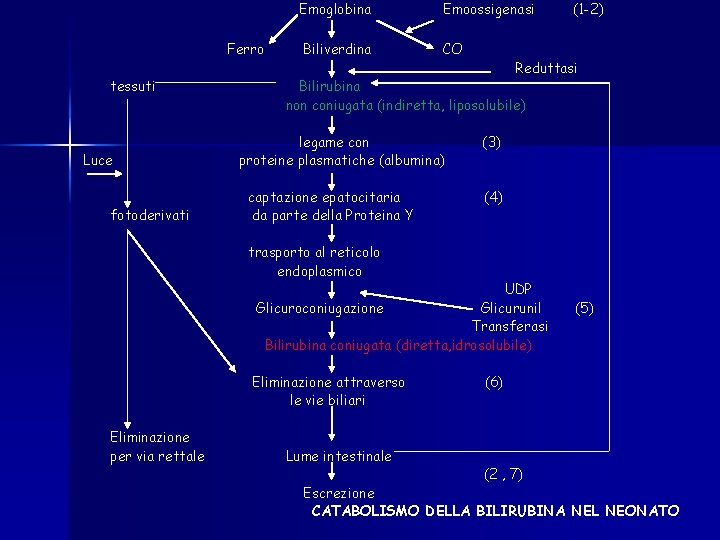 Ferro tessuti Luce fotoderivati Emoglobina Emoossigenasi Biliverdina CO (1 -2) Reduttasi Bilirubina non coniugata Ferro tessuti Luce fotoderivati Emoglobina Emoossigenasi Biliverdina CO (1 -2) Reduttasi Bilirubina non coniugata