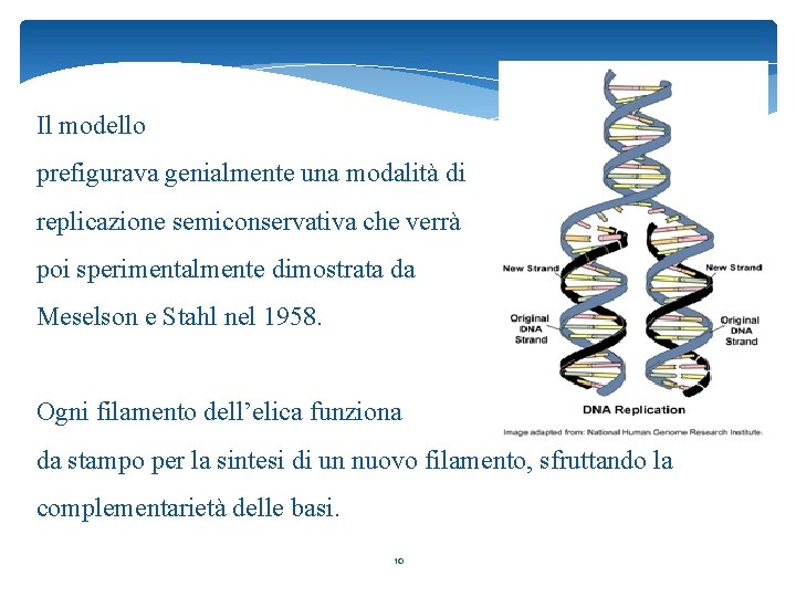 Il modello prefigurava genialmente una modalità di replicazione semiconservativa che verrà poi sperimentalmente dimostrata