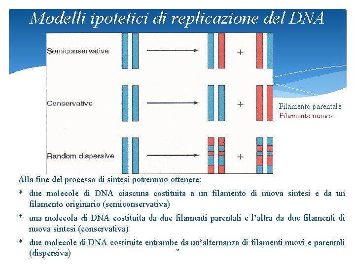 Modelli ipotetici di replicazione del DNA Filamento parentale Filamento nuovo Alla fine del processo