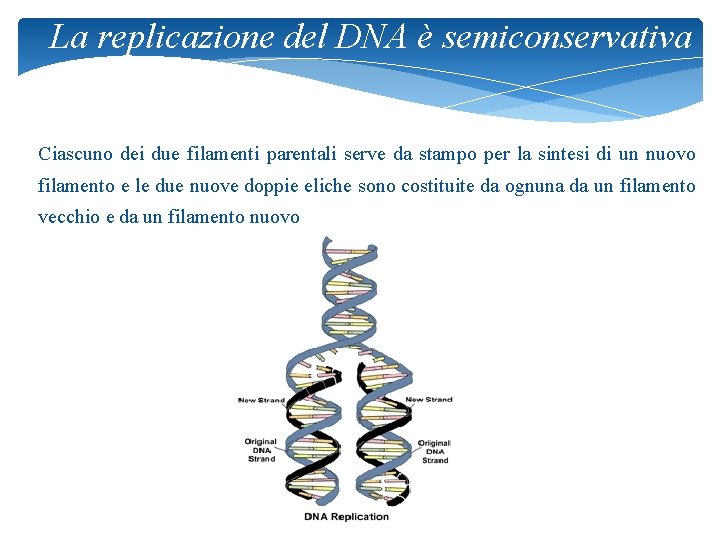 La replicazione del DNA è semiconservativa Ciascuno dei due filamenti parentali serve da stampo