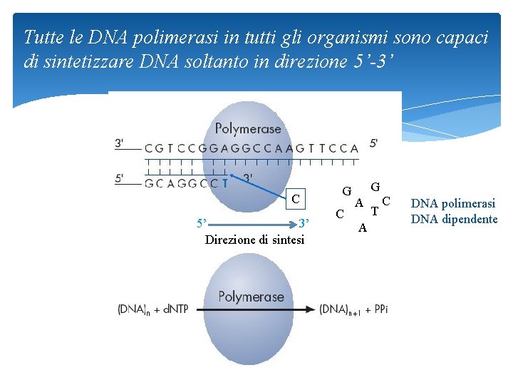 Tutte le DNA polimerasi in tutti gli organismi sono capaci di sintetizzare DNA soltanto