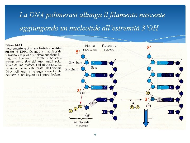 La DNA polimerasi allunga il filamento nascente aggiungendo un nucleotide all’estremità 3’OH 5’ 5’