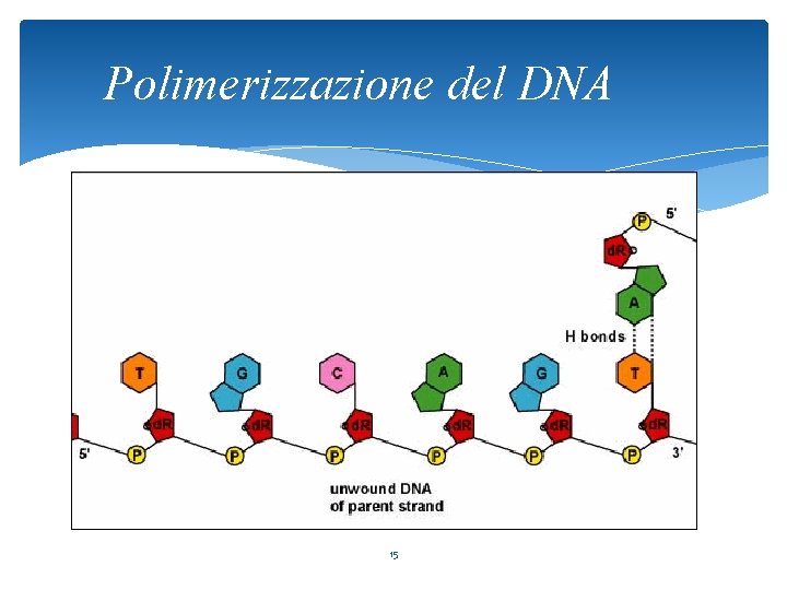 Polimerizzazione del DNA 15 