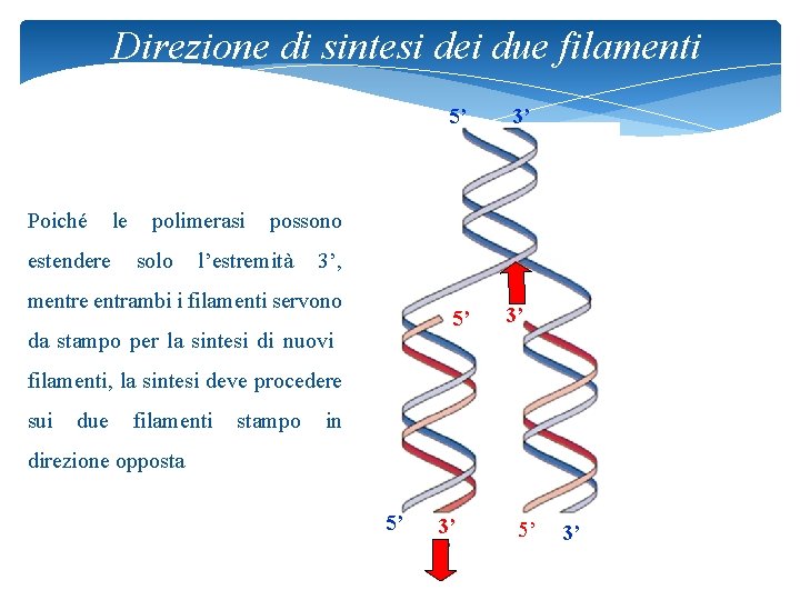 Direzione di sintesi dei due filamenti Poiché estendere le polimerasi solo 5’ 3’ possono