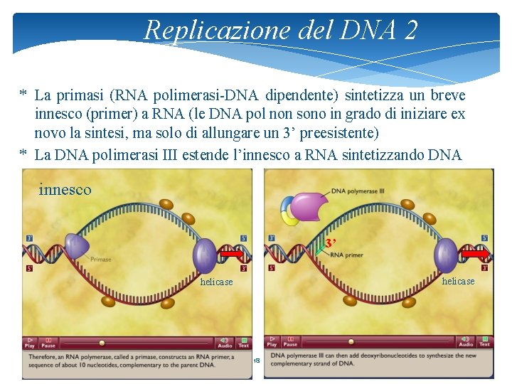 Replicazione del DNA 2 * La primasi (RNA polimerasi-DNA dipendente) sintetizza un breve innesco