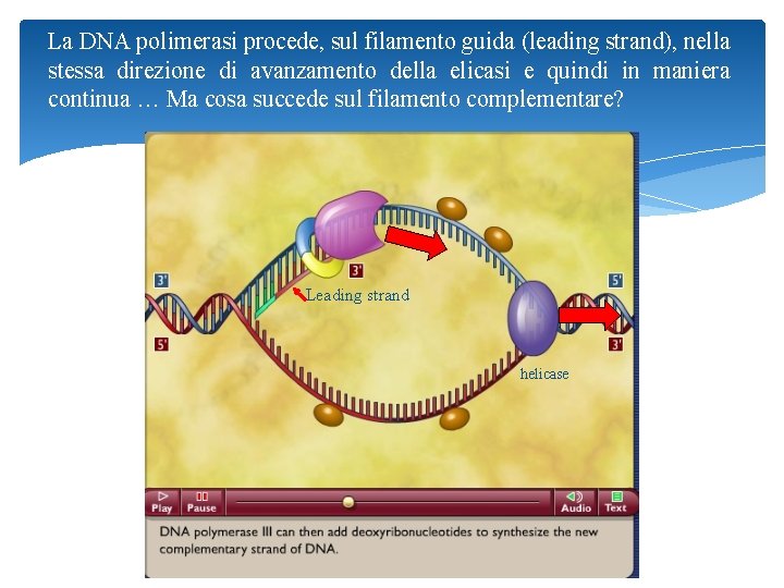 La DNA polimerasi procede, sul filamento guida (leading strand), nella stessa direzione di avanzamento