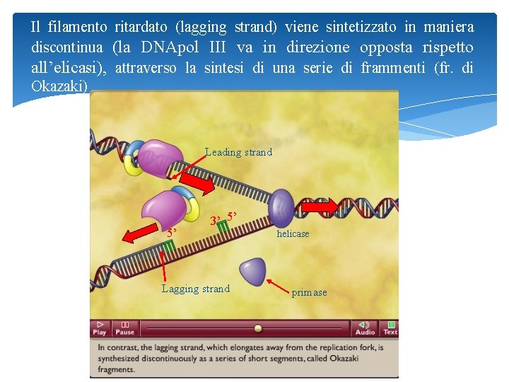 Il filamento ritardato (lagging strand) viene sintetizzato in maniera discontinua (la DNApol III va