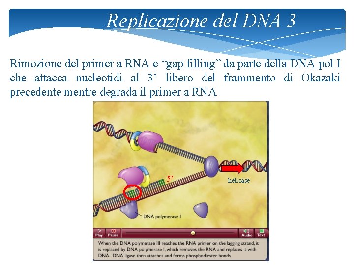 Replicazione del DNA 3 Rimozione del primer a RNA e “gap filling” da parte