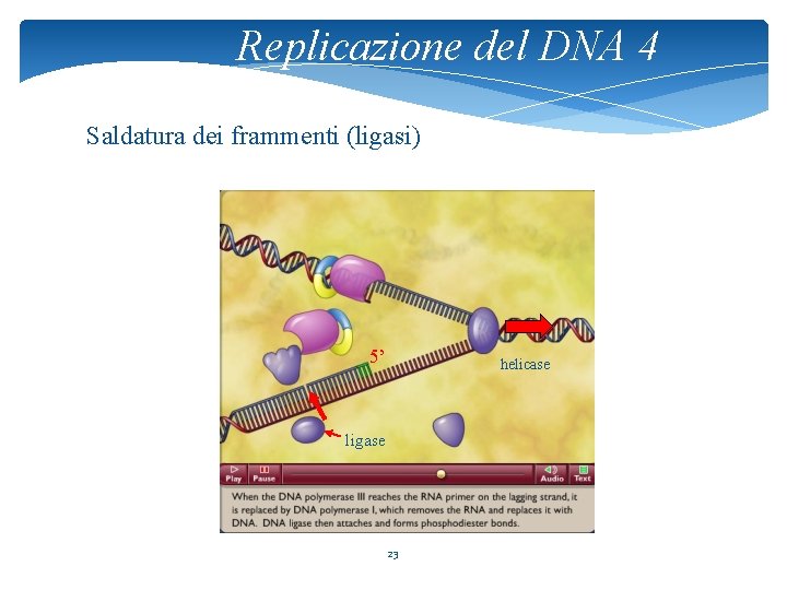 Replicazione del DNA 4 Saldatura dei frammenti (ligasi) 5’ helicase ligase 23 