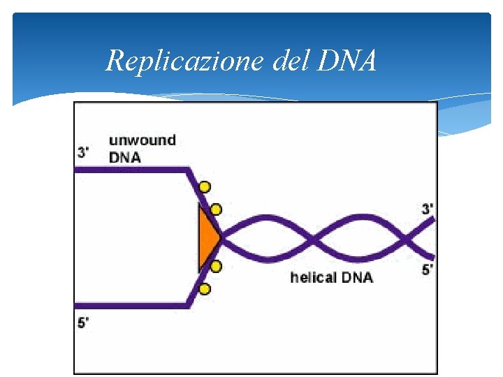 Replicazione del DNA 24 