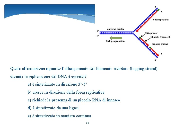 Quale affermazione riguardo l’allungamento del filamento ritardato (lagging strand) durante la replicazione del DNA