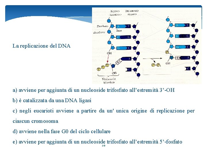 La replicazione del DNA a) avviene per aggiunta di un nucleoside trifosfato all’estremità 3’-OH