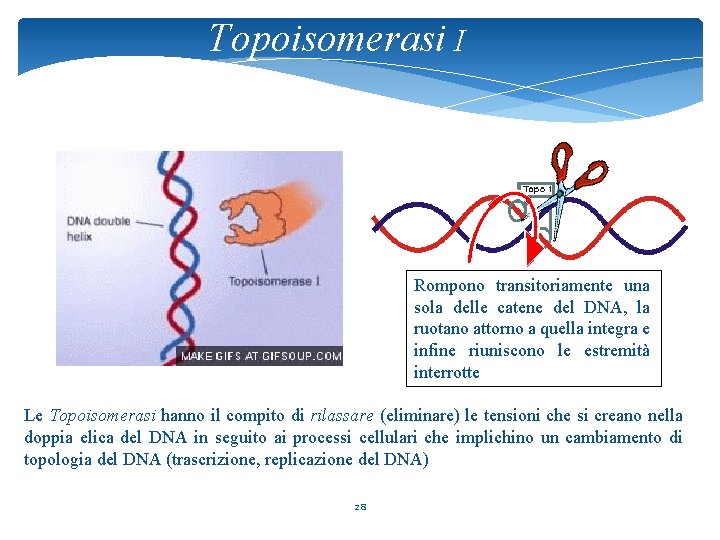 Topoisomerasi I Rompono transitoriamente una sola delle catene del DNA, la ruotano attorno a