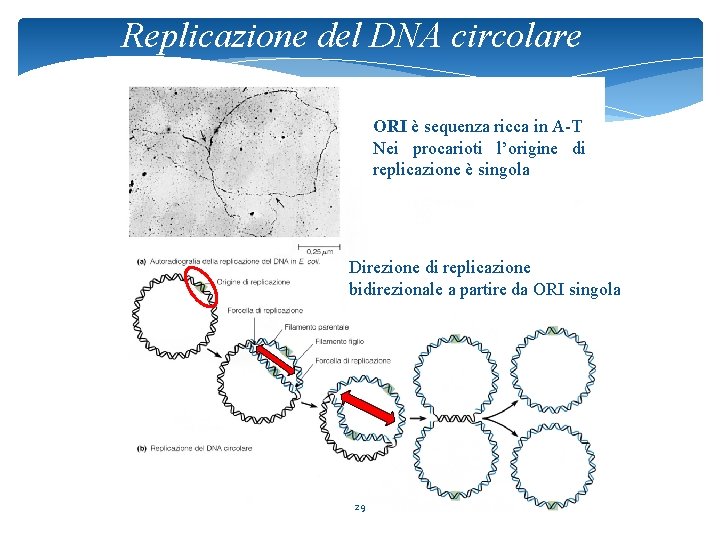 Replicazione del DNA circolare ORI è sequenza ricca in A-T Nei procarioti l’origine di