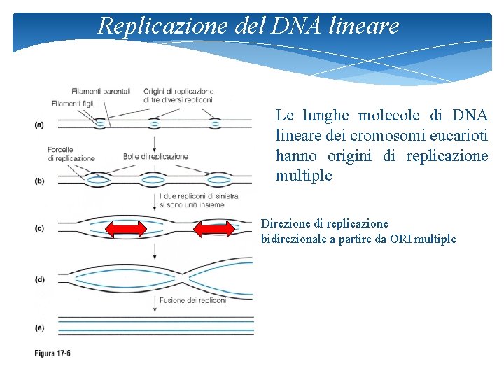 Replicazione del DNA lineare Le lunghe molecole di DNA lineare dei cromosomi eucarioti hanno